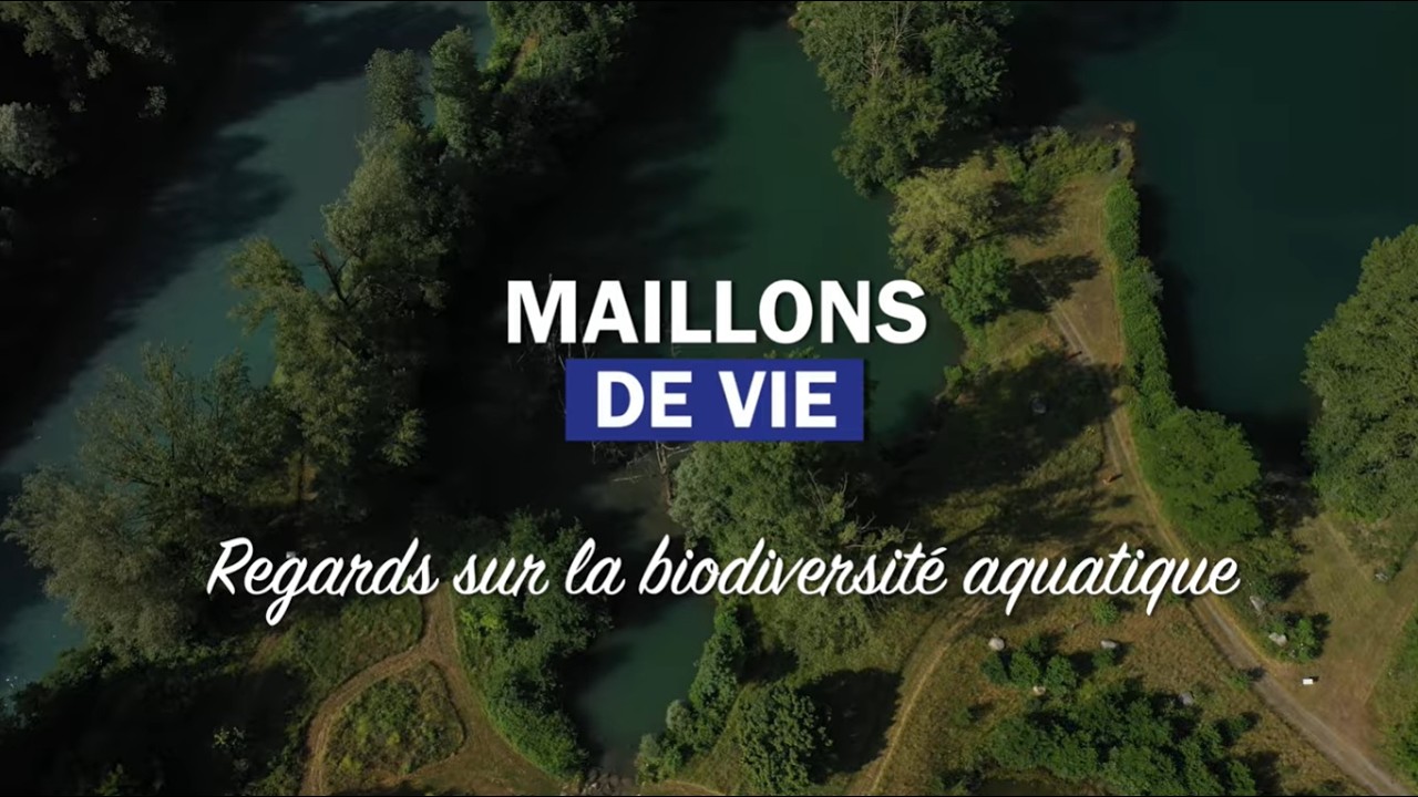 Websérie sur les milieux aquatiques - épisode 3 Les amphibiens