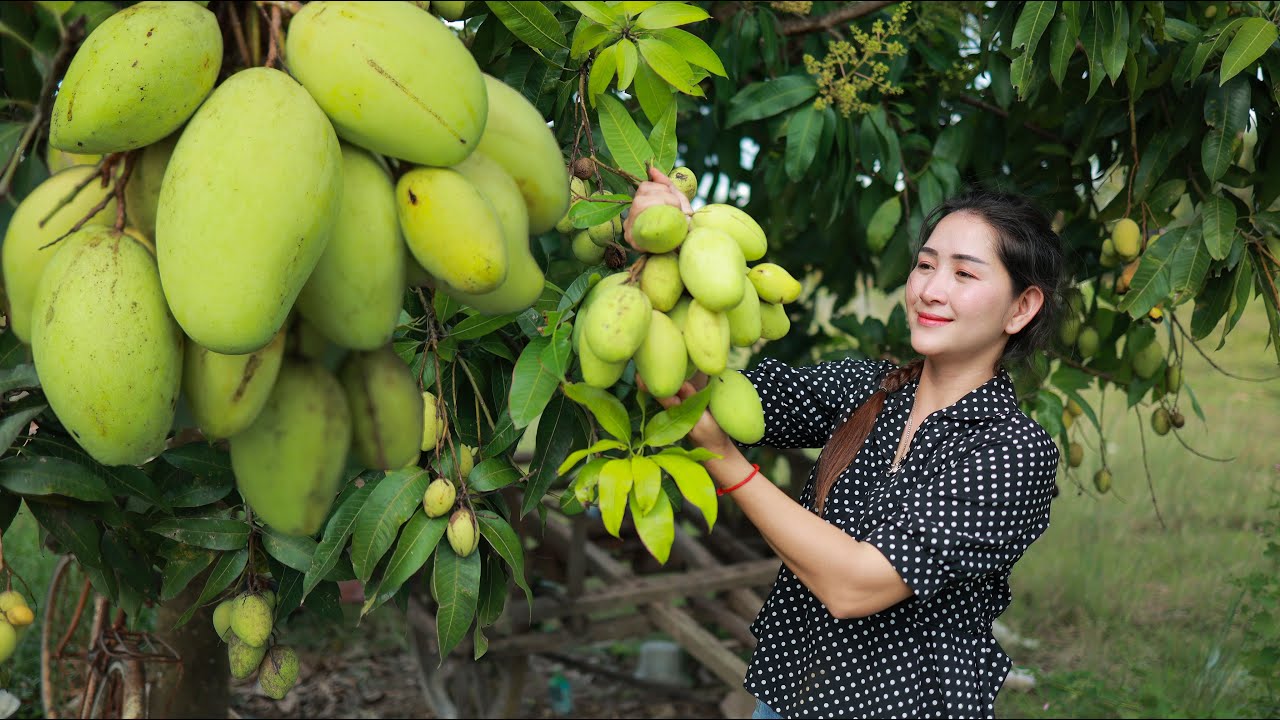 Fresh mango pick in my homeland | Mango fruit eating | How to serve mango in main food