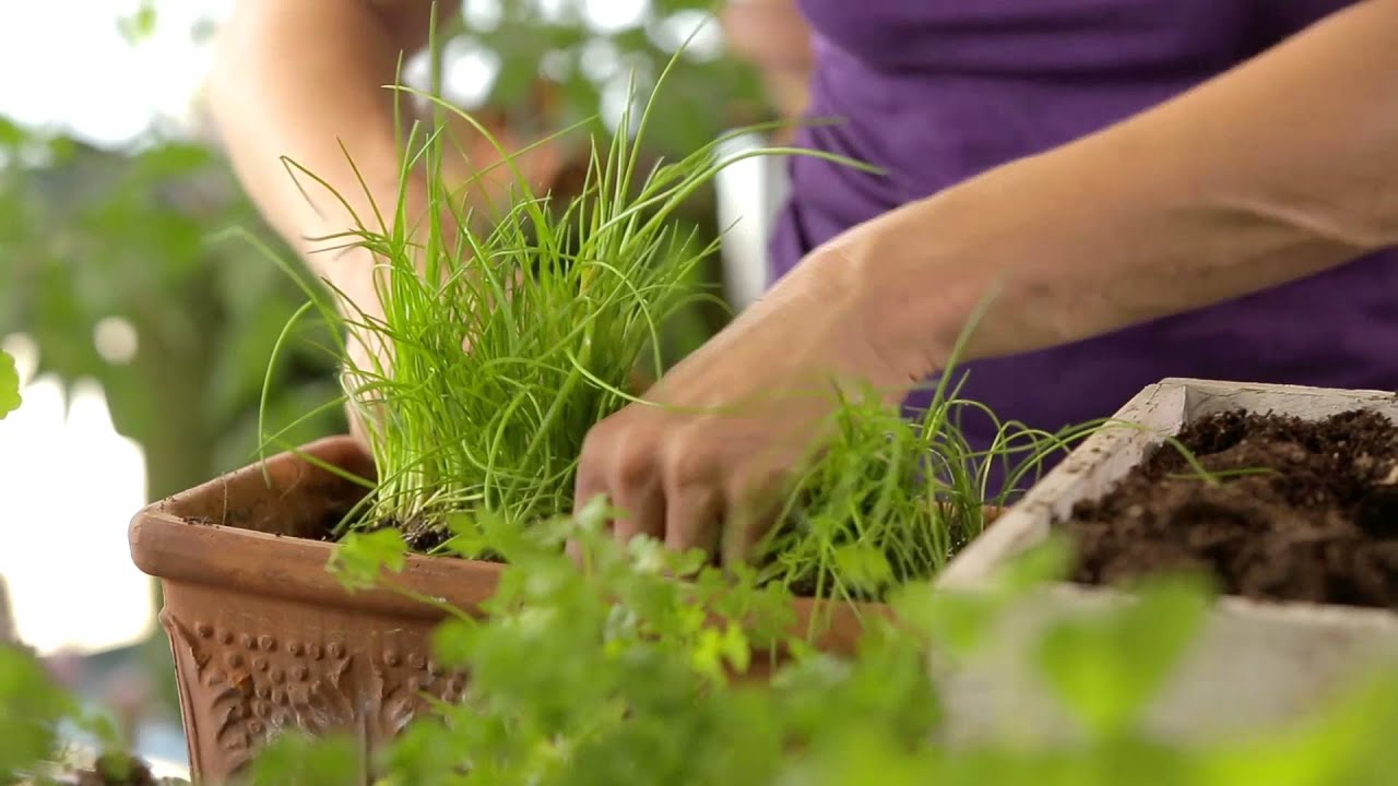 Sabines Gartenschule: Petersilie und Schnittlauch