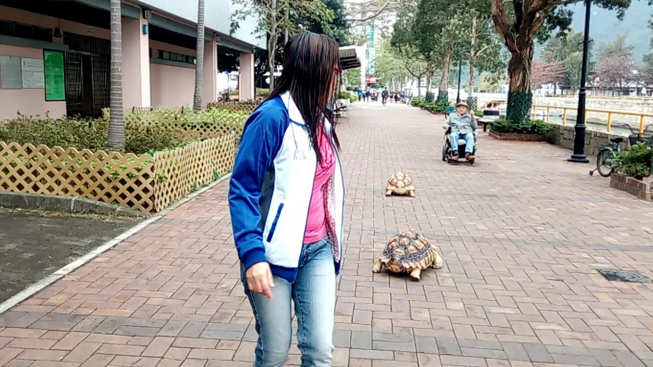 Tortoise Encounter in Mui Wo, HK