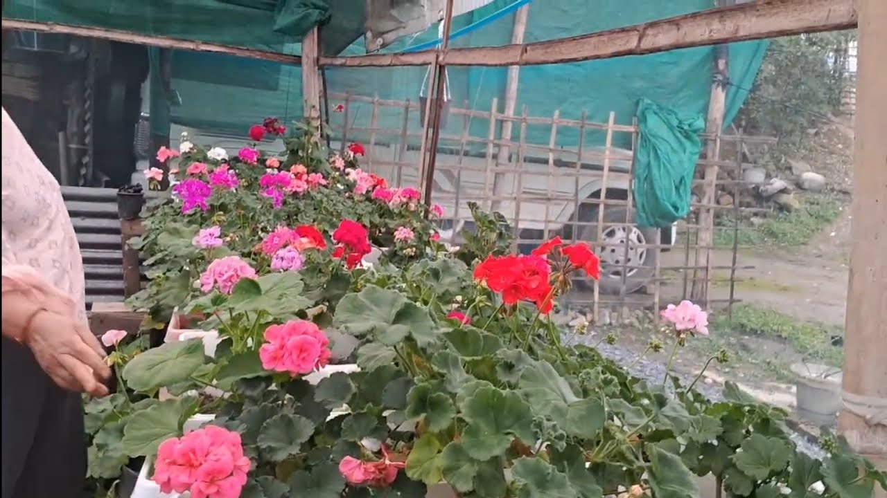 Random Home Nursery visited at Mariyang,Upper siang District 🏵🌹🥀⚘️🪻🌷🌼🌻🌸