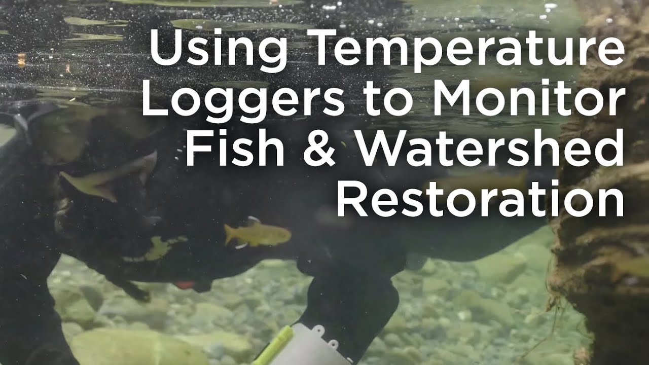 Placing Temperature Loggers for Fish Monitoring