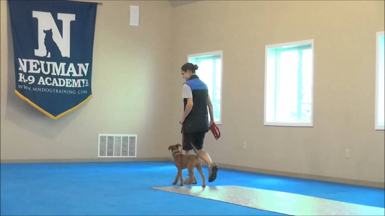 Roscoe (Irish Terrier) Puppy Camp Training Demonstration