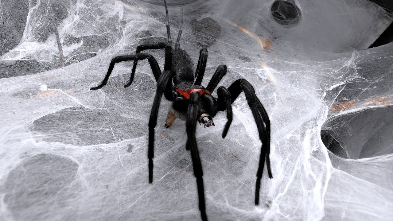 Feeding some Funnel & Curtain Web Spiders 4 | Harmonicon, Trechona, Linothele and more