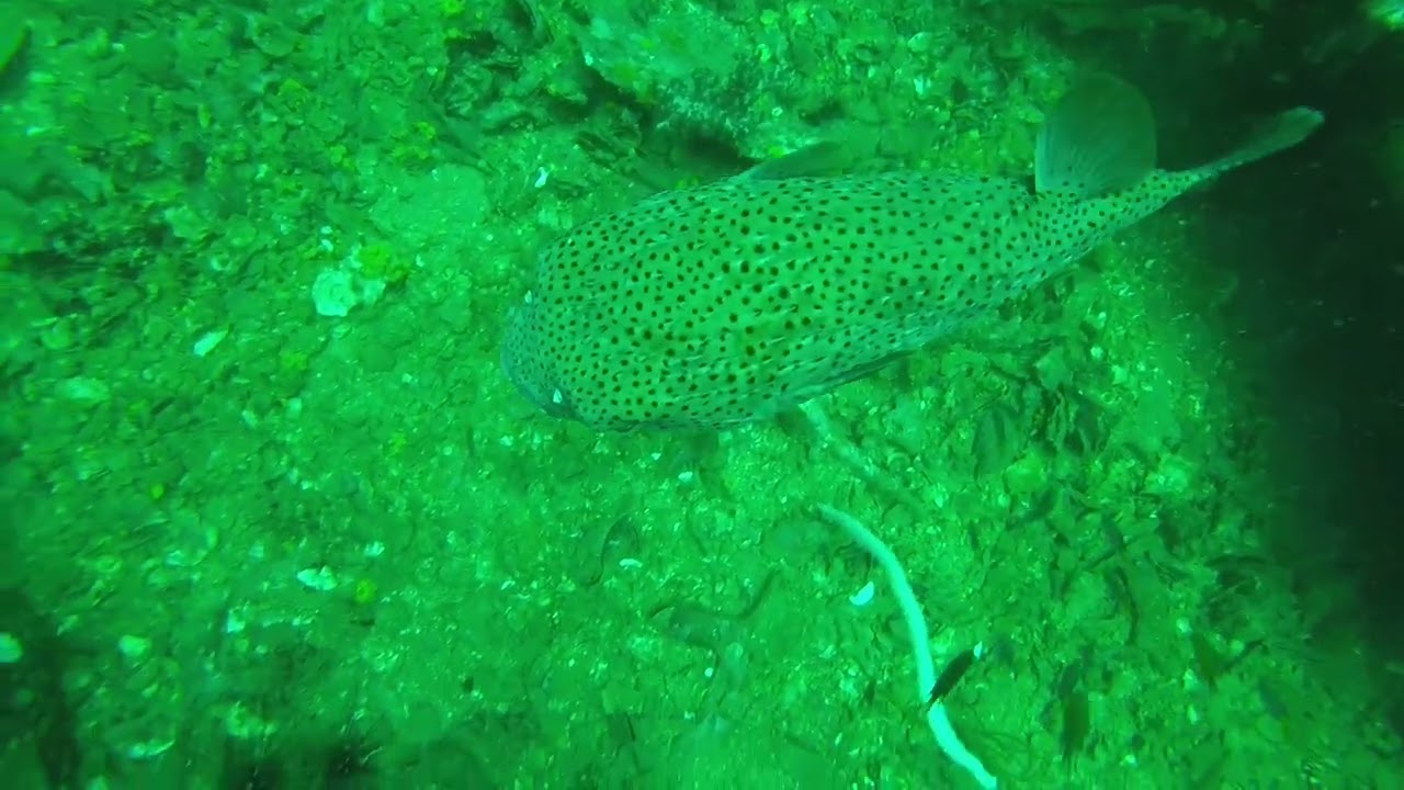 Diving in Thailand king cruiser 2017