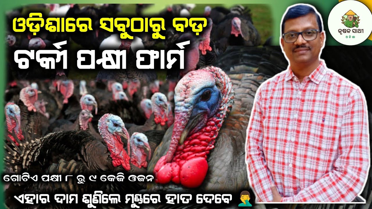 Turkey Bird Farming In Odisha||500 Bird|| Investment ||Shade||Profit||Turkey Bird Farming in India