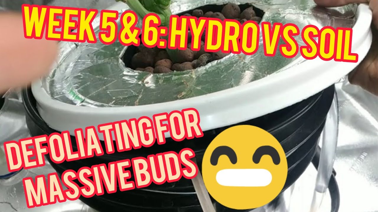 Week 5 & 6: Hydro Vs Soil - First Weeks of Flower and Defoliating