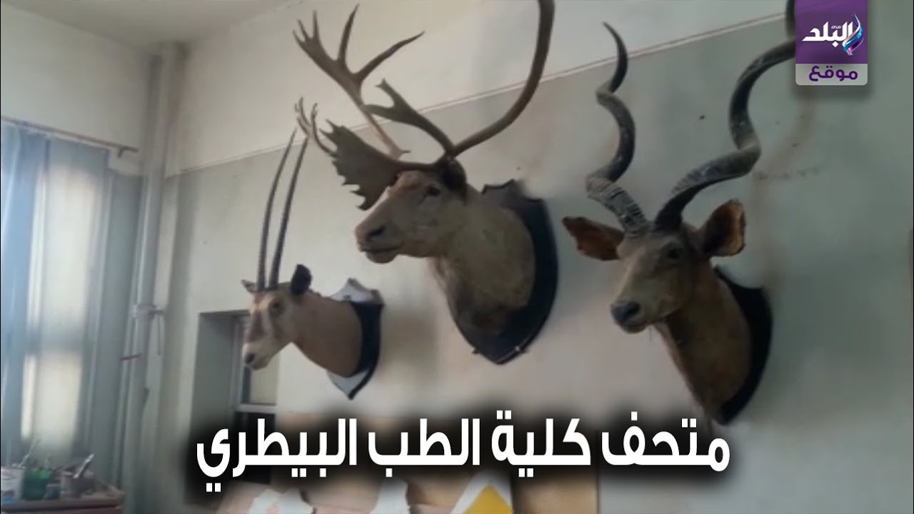 أجنة وهياكل نادرة   صدى البلد داخل متحف كلية الطب البيطري بجامعة أسيوط