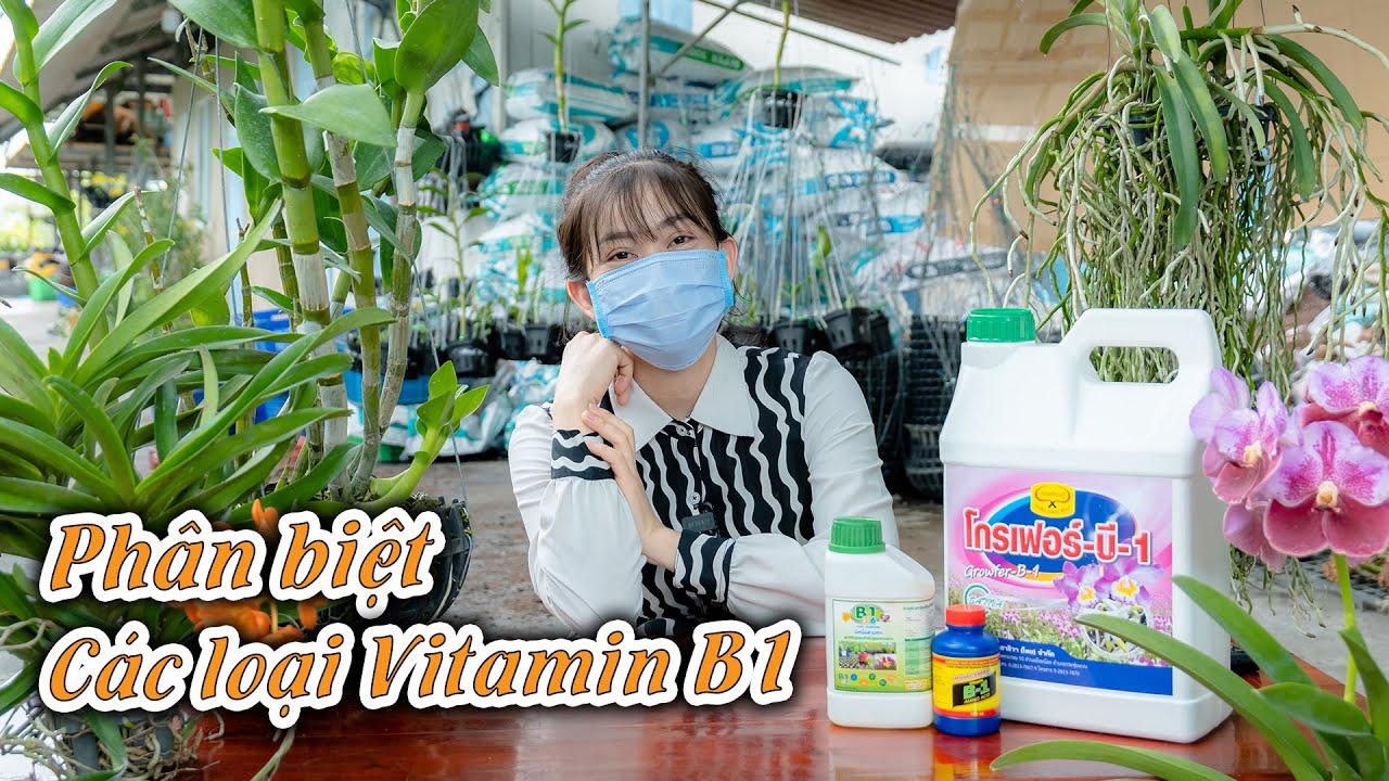 PHÂN BIỆT CÁC LOẠI VITAMIN B1 LÀM RỄ BẠN CẦN PHẢI BIẾT #vitaminb1 #hoalan