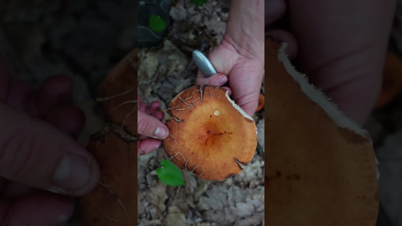 Mleczajowiec smaczny (Lactifluus volemus) - grzyb jadalny #grzyby #natura