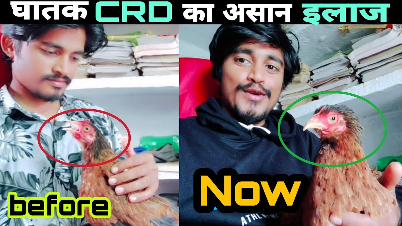 CRD systems and treatment | murgi ki sardi zukham ka ilaaj