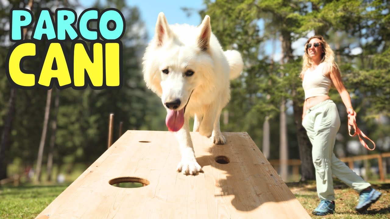 PARCO GIOCHI PER CANI IN MONTAGNA: Area Cani da Sogno