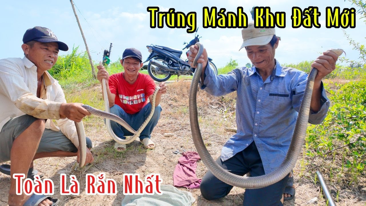 Trúng Rắn Vùng Đất Mới Toàn Là Rắn Hổ Nhất | Mười Thương Săn Bắt
