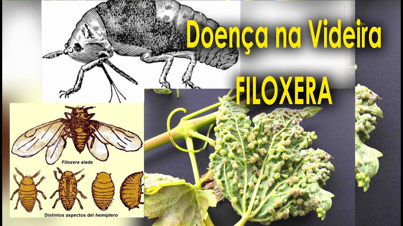 Doença na Videira, Filoxera, Duvidas no Curso de  Viticultura Passo a Passo