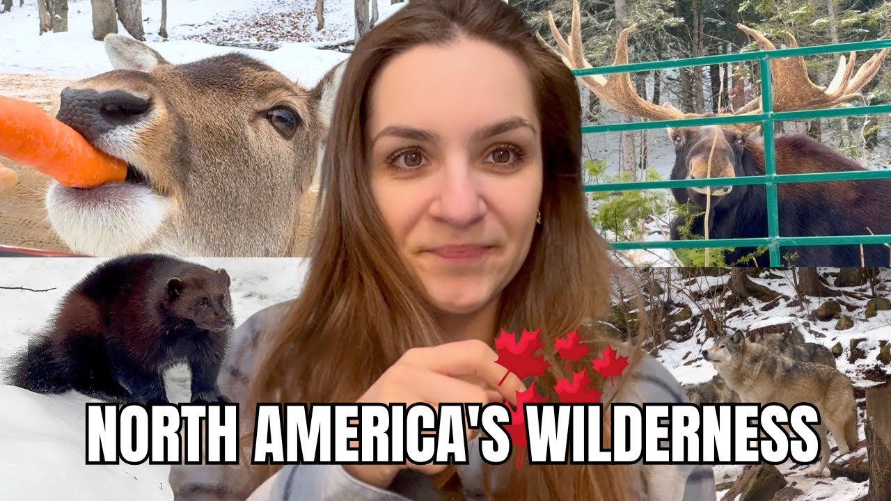 Omega Park: Best Safari Ever! Moose, Wolverine, Wolf, Bear...Feeding Deer and Trying a Maple Poutine