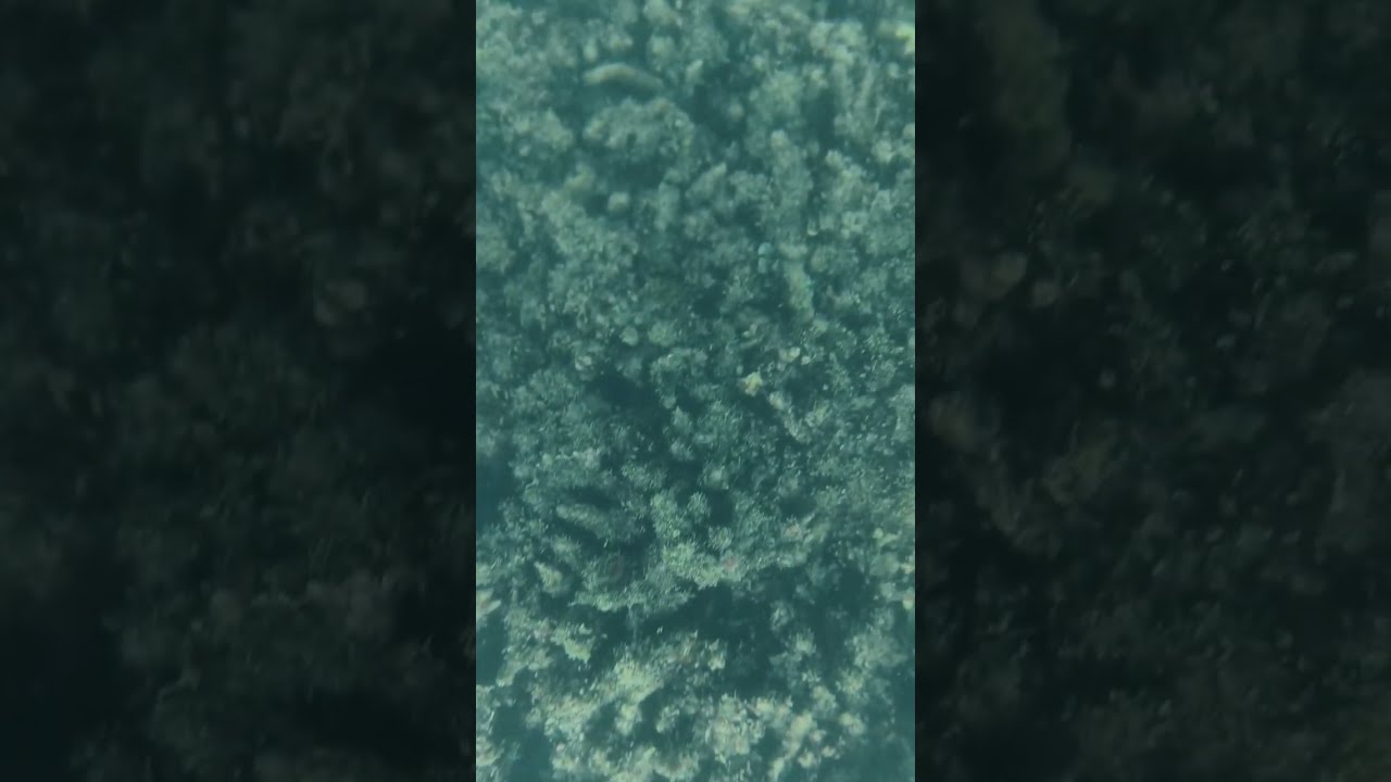 Gulf of Mannar  Marine National park.... Coral Reefs #forestdepartment #tamilnaduforest #tnforest