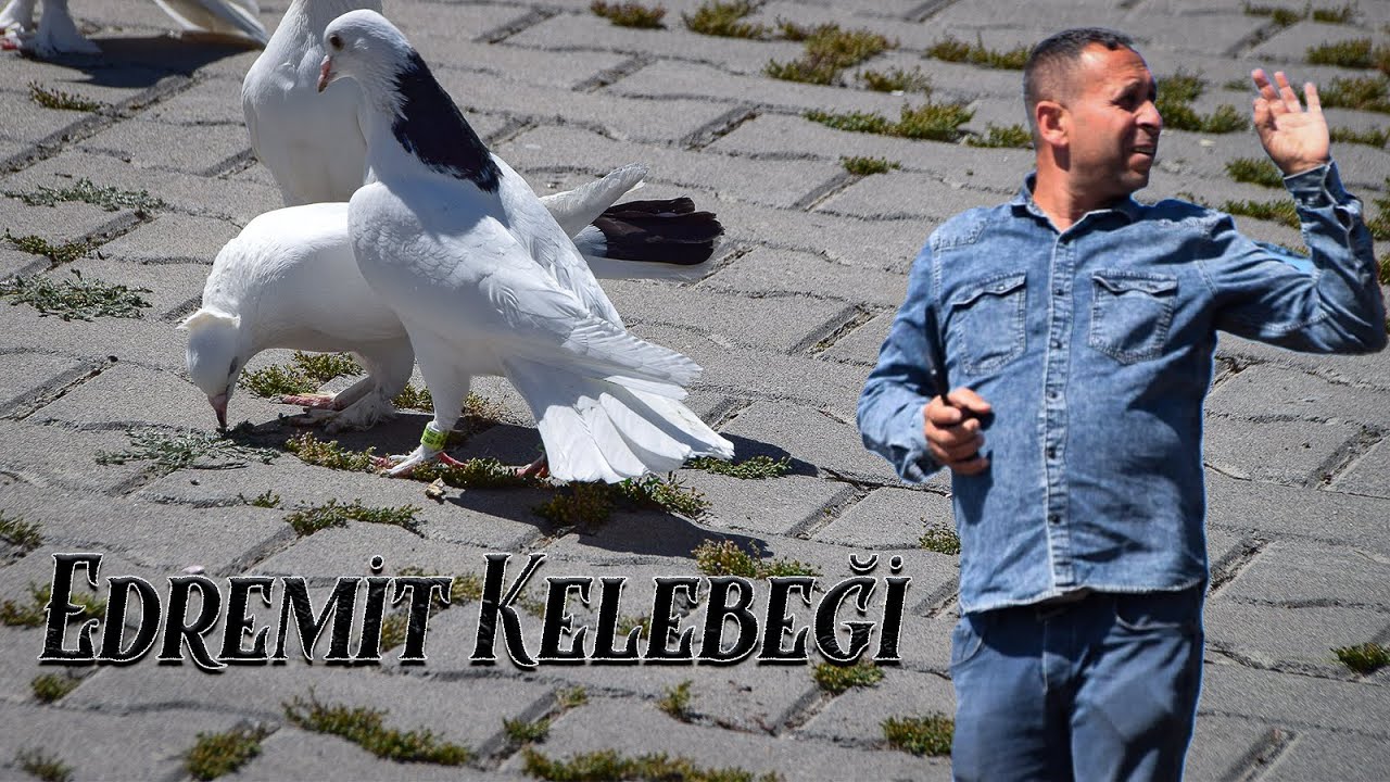Edremit Kelebeği [Belgesel]