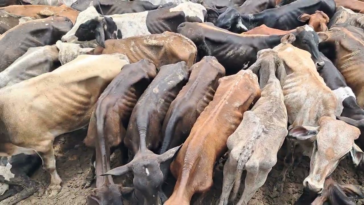 Gado. Que vao pra o Pará 
