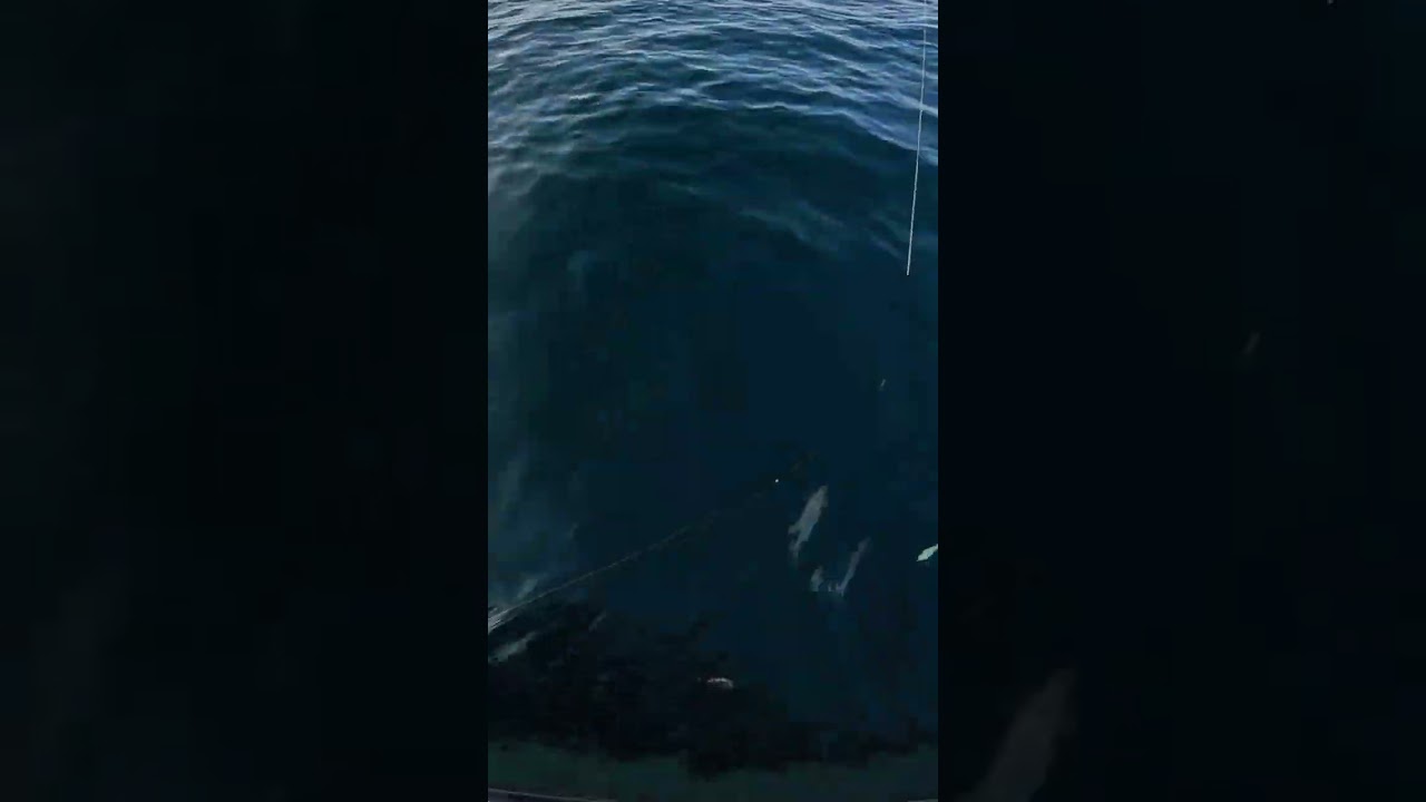水面有釣不完的透抽，大炮 #fishing #垂釣技巧 #推薦 #垂釣技巧 #推薦 #一支釣#船釣