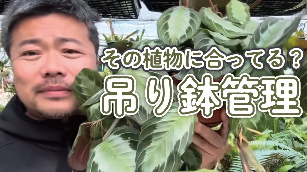 吊り鉢の正しい育て方を解説