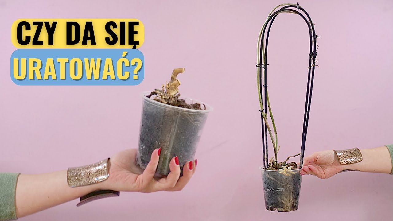 Ratowanie storczyka bez liści, bez korzeni. Krok po kroku