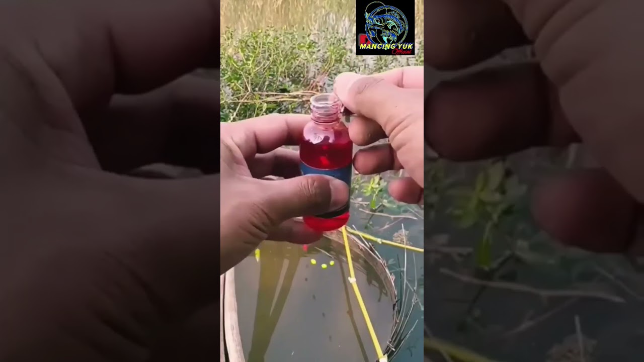 Essen terbaik untuk mancing liar yang pernah saya lihat, langsung strike #mancingliar #mancingnila