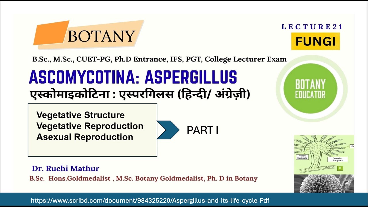 Aspergillus Structure and Asexual reproduction - Part 1