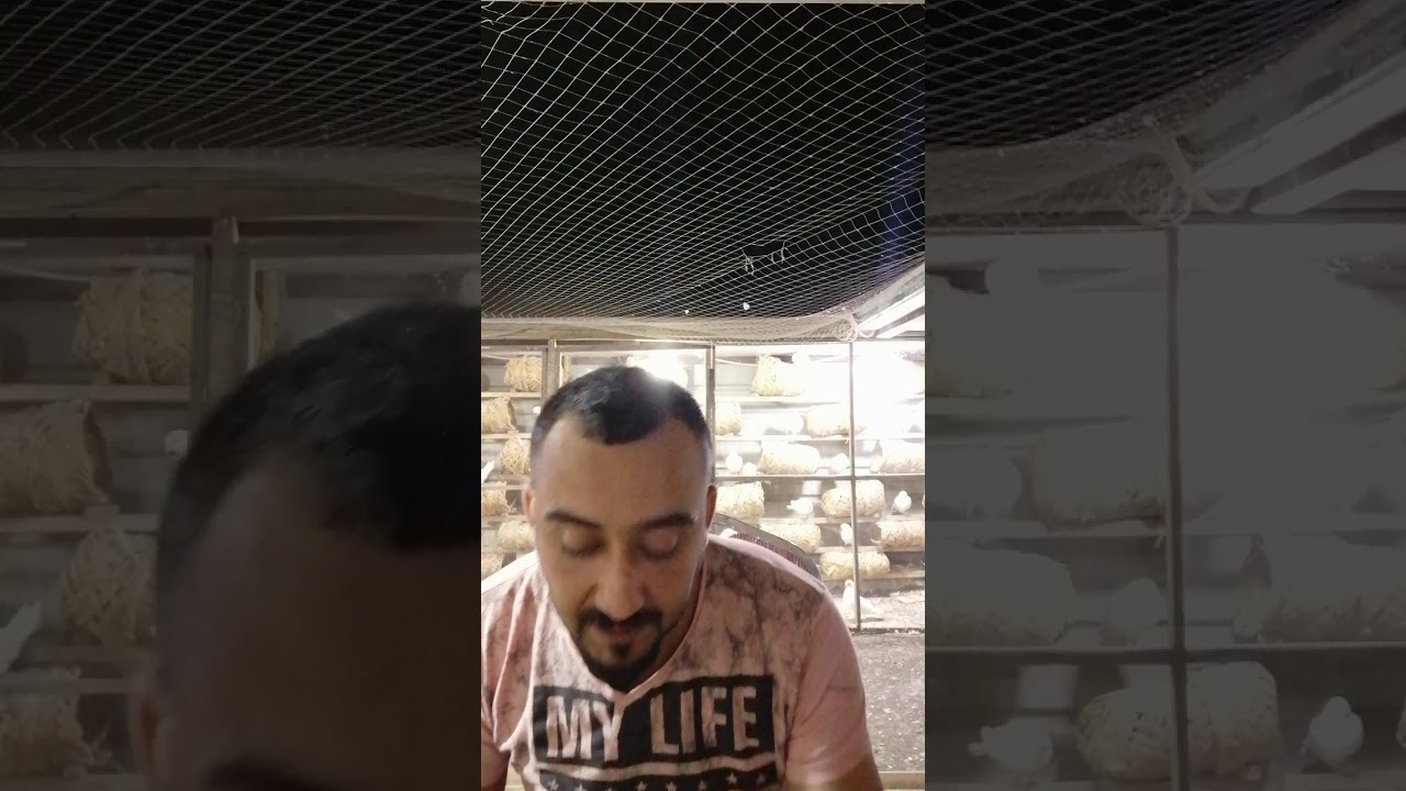 تغذيه الفرخات والإنتاج السريع وخبطه مغذيه للافراخ