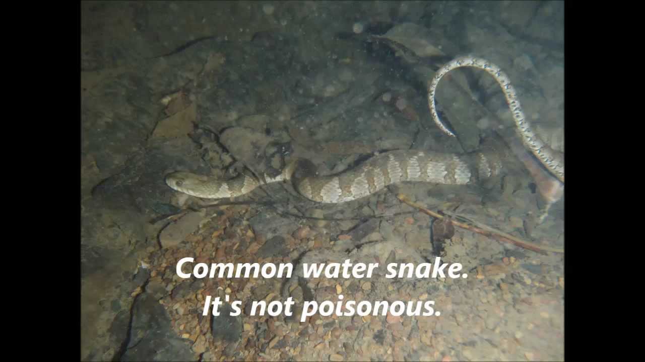 Snake Under Rock Under Water
