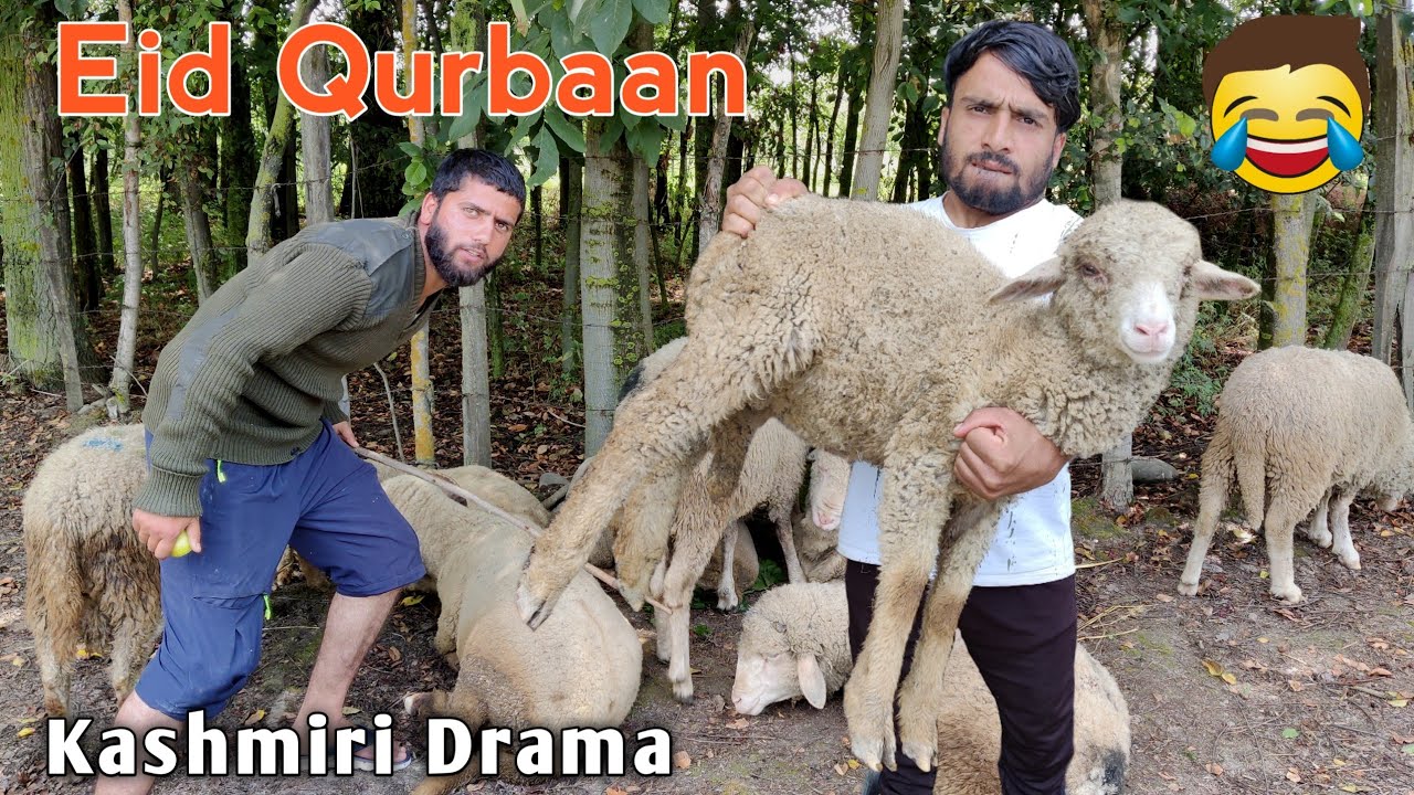 Eid Qurbaan | Kashmiri Funny Drama