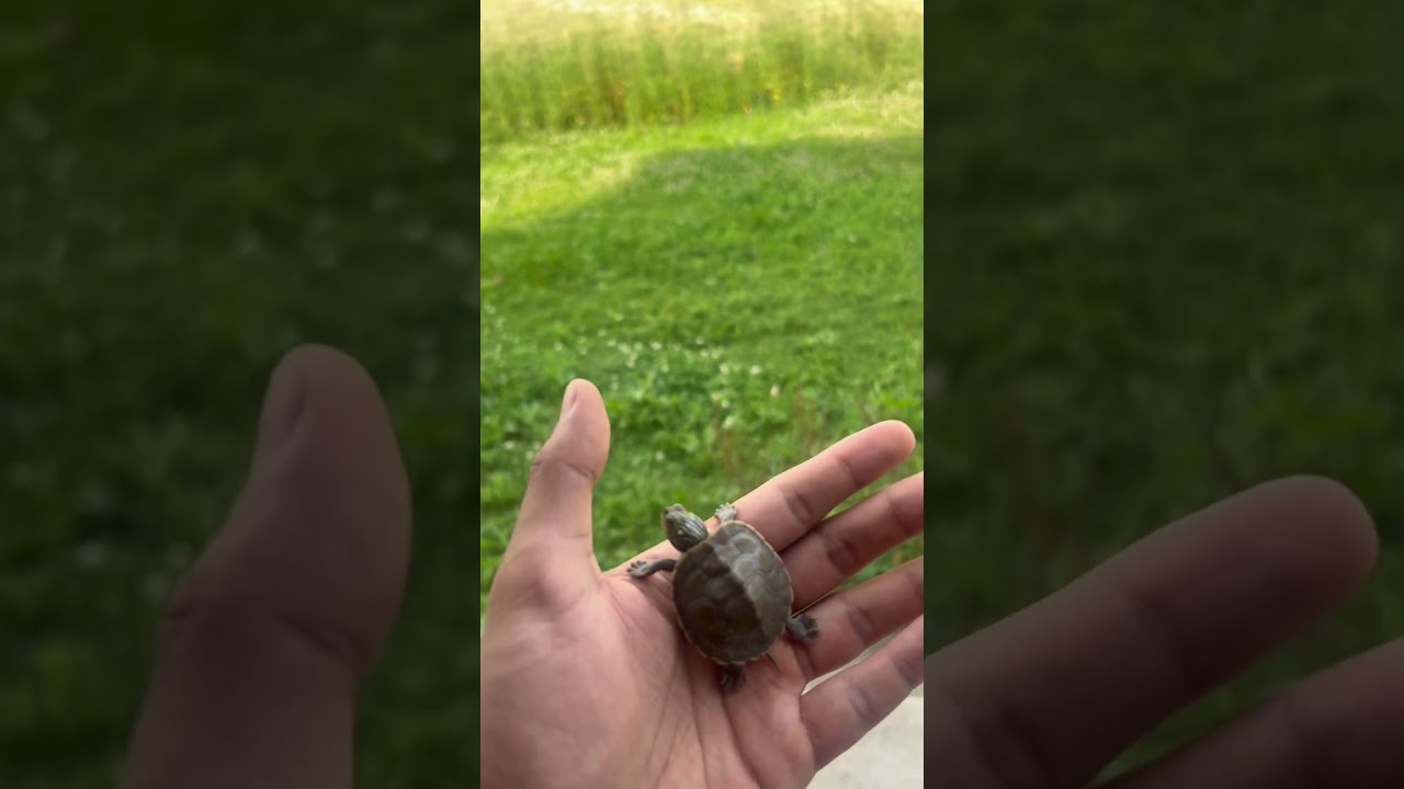 Sunday ☀️ BabyTurtleVibes 