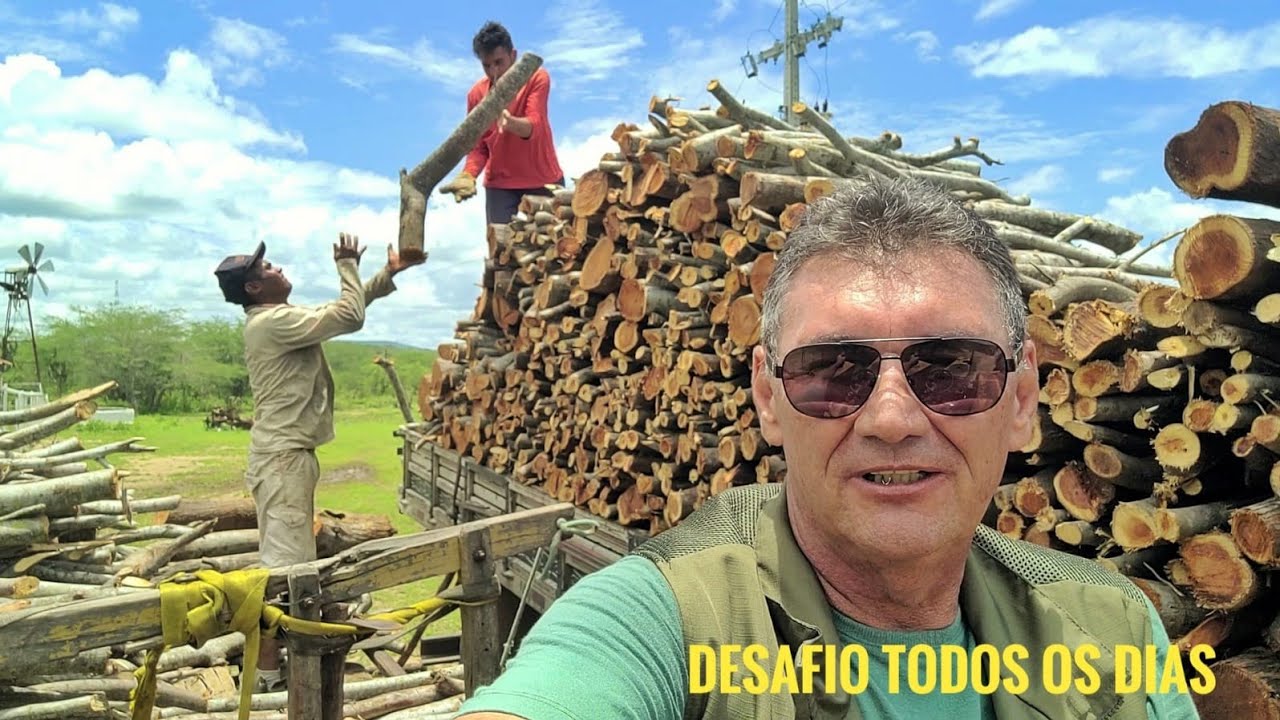 CORTE de ALGAROBA e uma nova FLORESTA