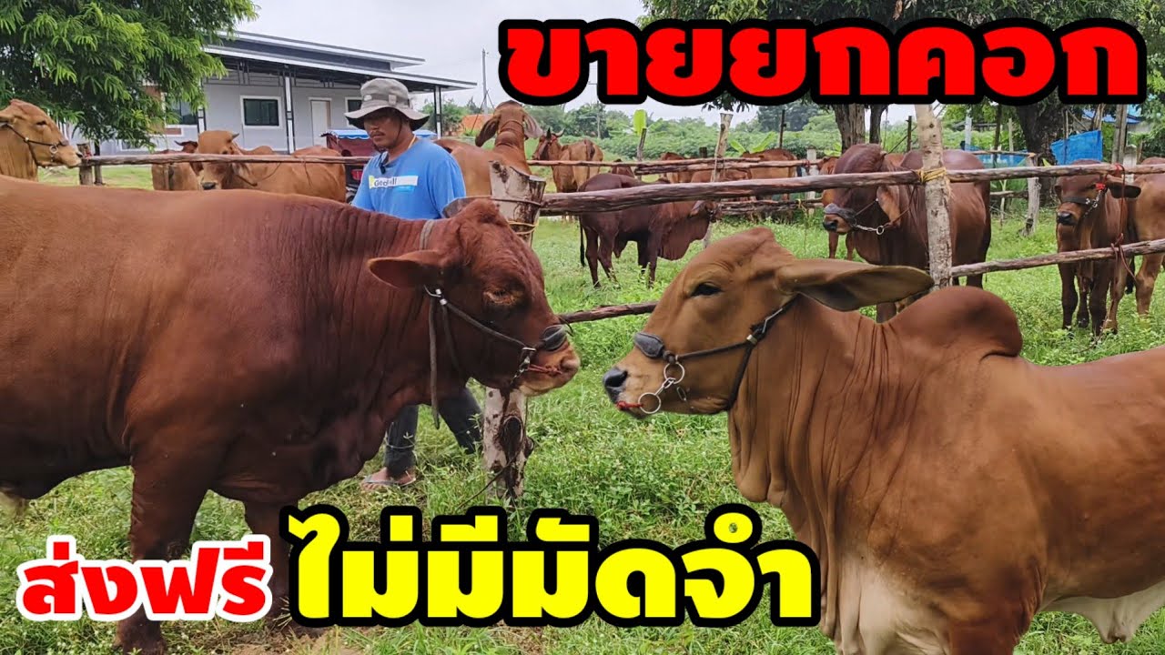 31 ส.ค.68 ขายยกคอก วัวงามพันธุกรรมดี  ใจวัดใจ ส่งฟรี เก็บเงินปลายทาง ไม่มีมัดจำ !!