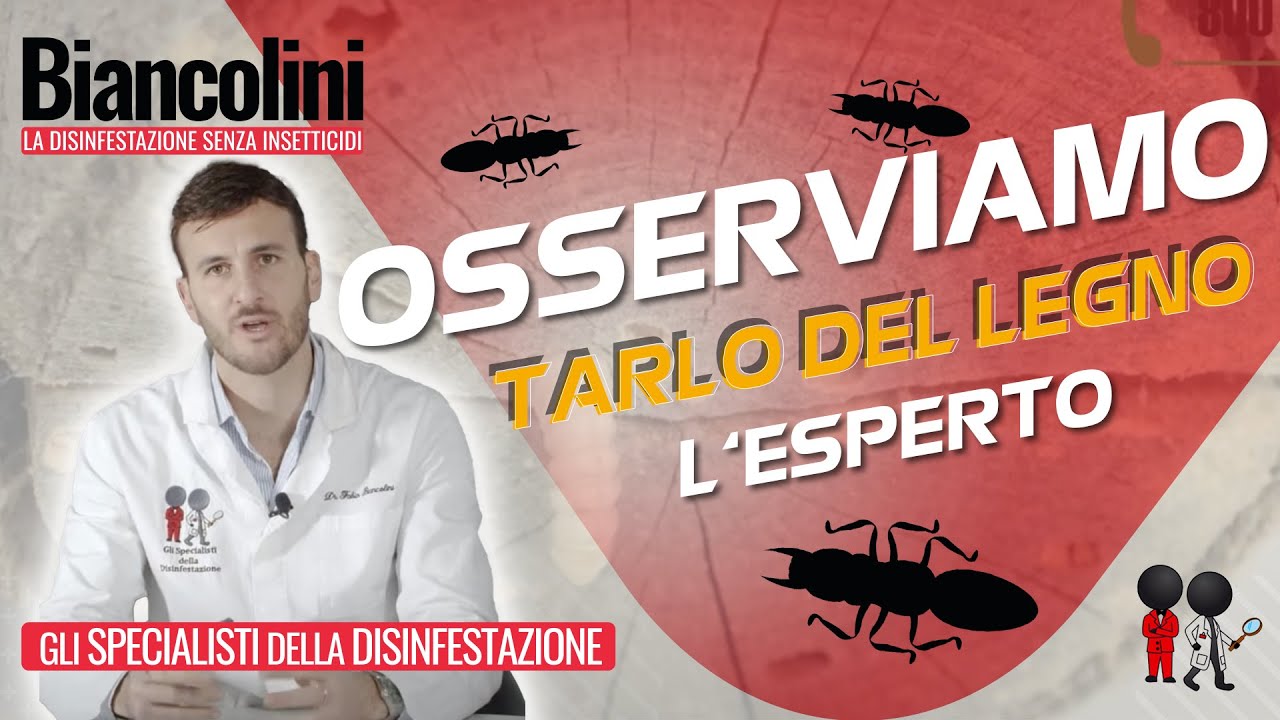 🔎​​🔴Hai mai visto un tarlo del legno? INCREDIBILE!!!🔎​​🔴