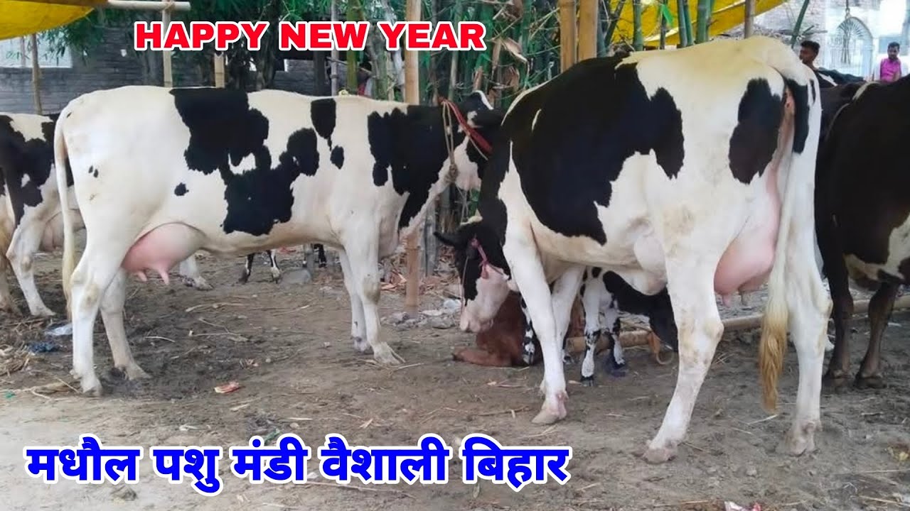 नया साल के दिन जाने मधौल पशु मंडी वैशाली बिहार से कुछ अच्छी तरह कि दुधारू गाय का डिटेल किसान भाईयों.