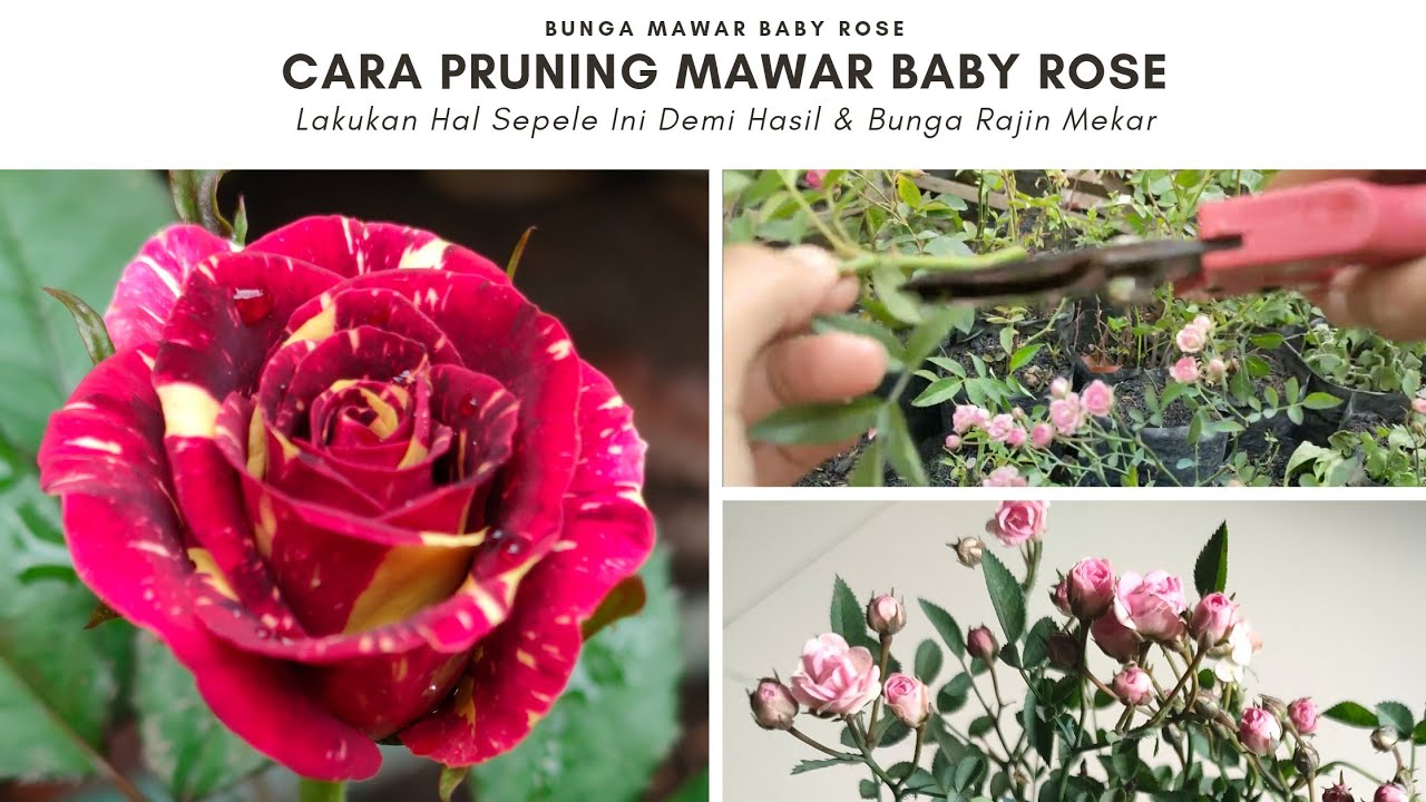 #bungamawar : Cara Pruning Mawar Baby rose - Lakukan Hal Sepel Demi Hasil Subur & Rajin Mekar