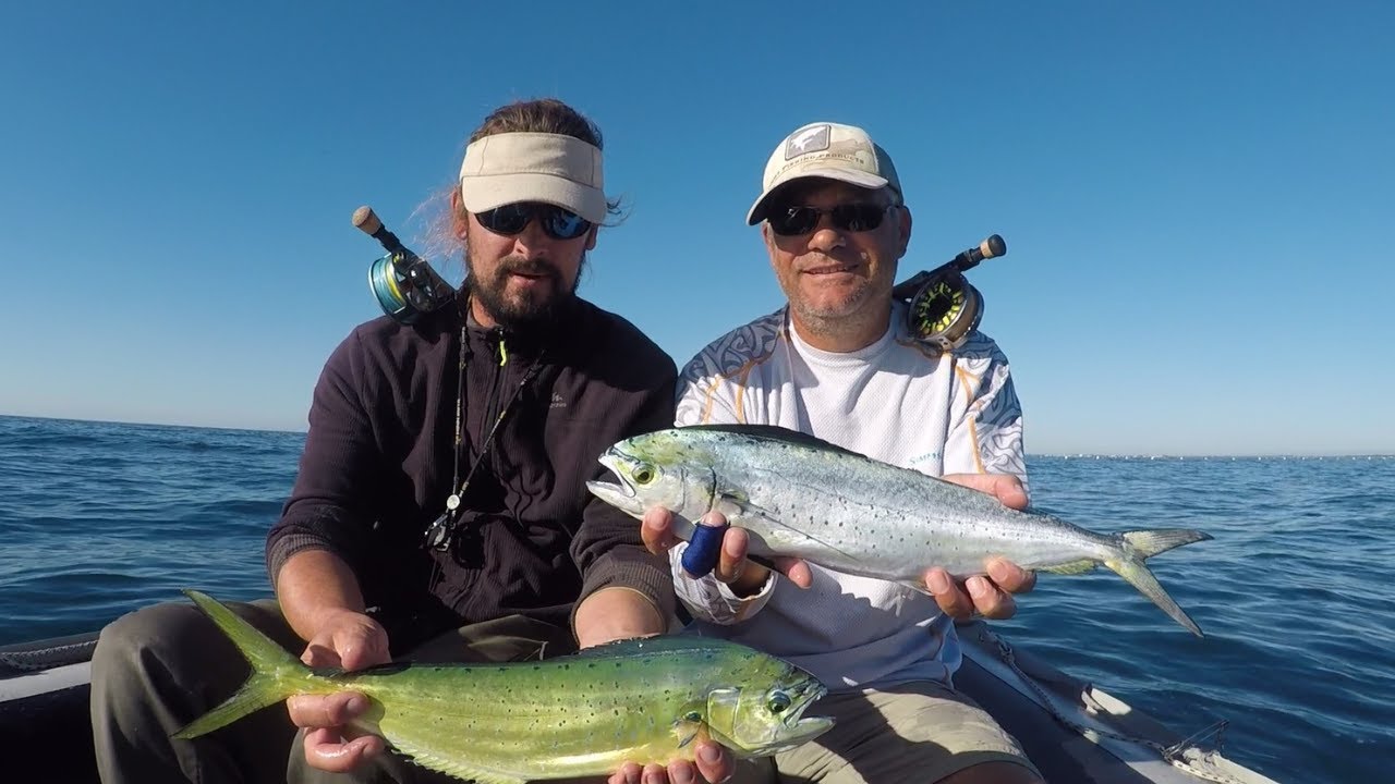 Pêche du coryphène et du thon à la mouche en Méditerranée (34) ça change du loup/bar .Dorado on fly