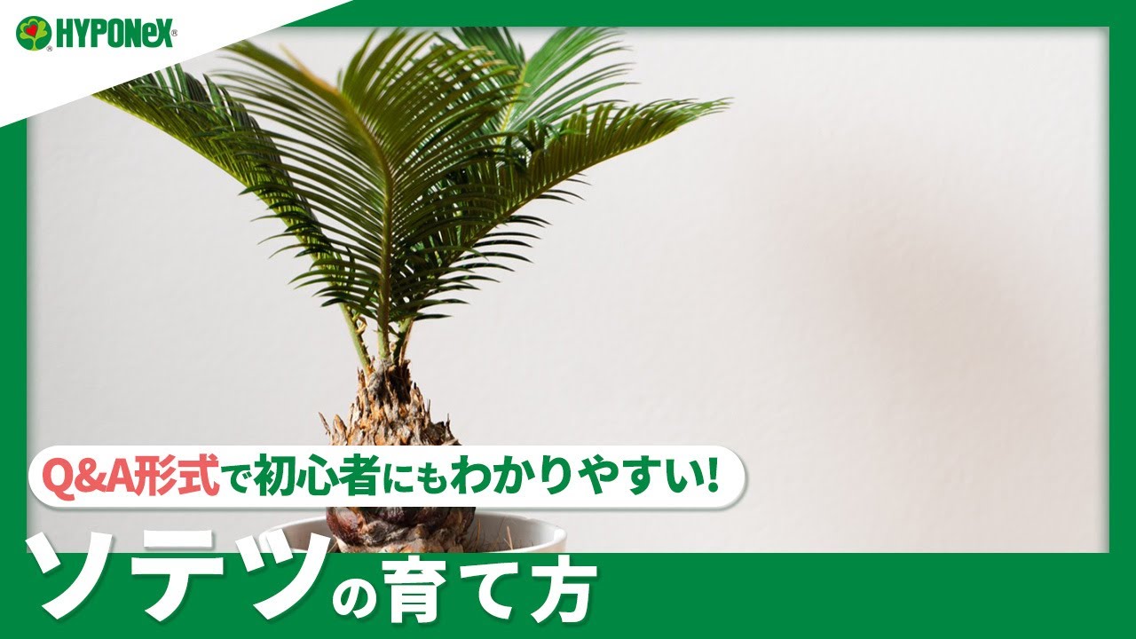 ☘:215 ソテツの育て方｜丈夫に育てる管理方法は？水やりや肥料などの管理方法もご紹介｜【PlantiaQ&A】植物の情報、育て方をQ&A形式でご紹介