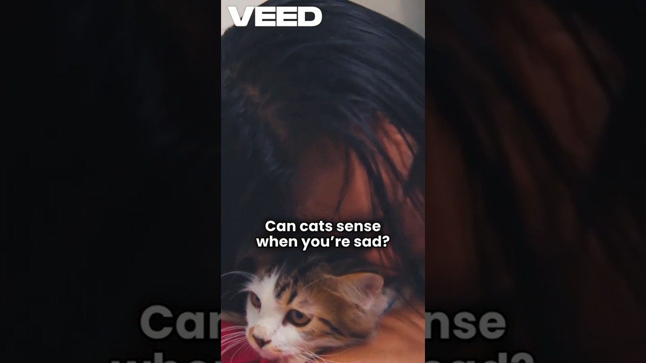Do Cats Know When You&rsquo;re Sad The Truth About Emotional Bonds  #shorts #cat