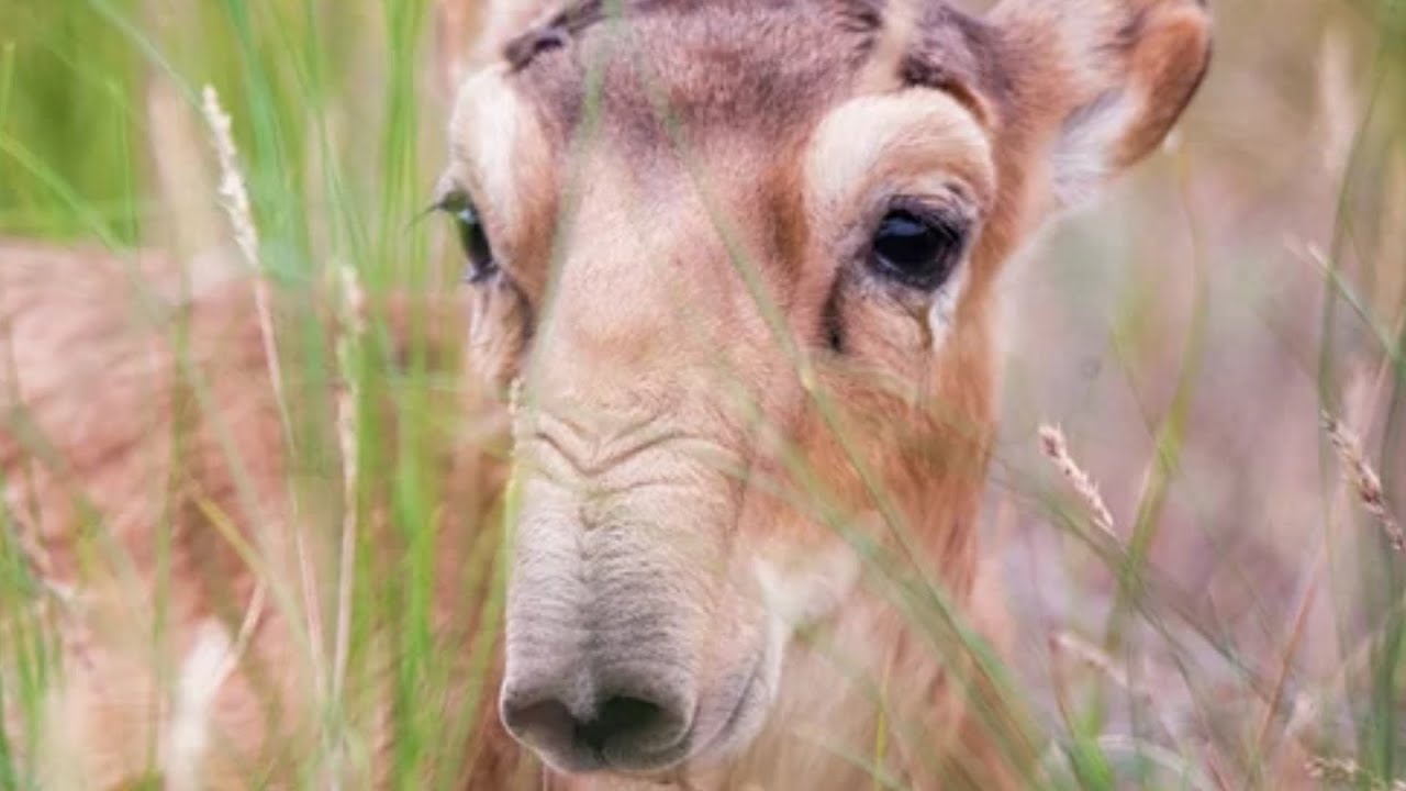 Strange Animals You Had No Idea Existed