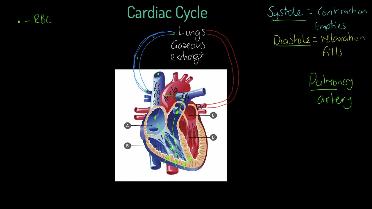 AQA GCSE PE: Cardiac Cycle