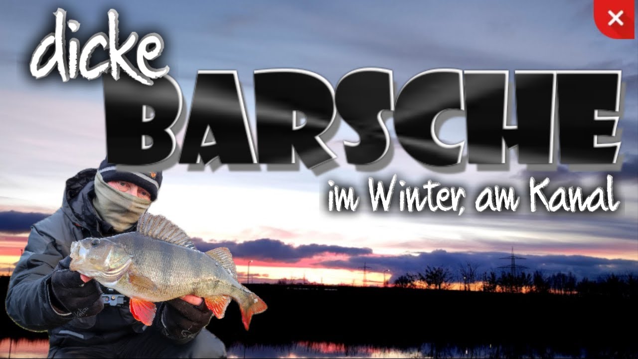 so fische ich, auf dicke Barsche im Winter