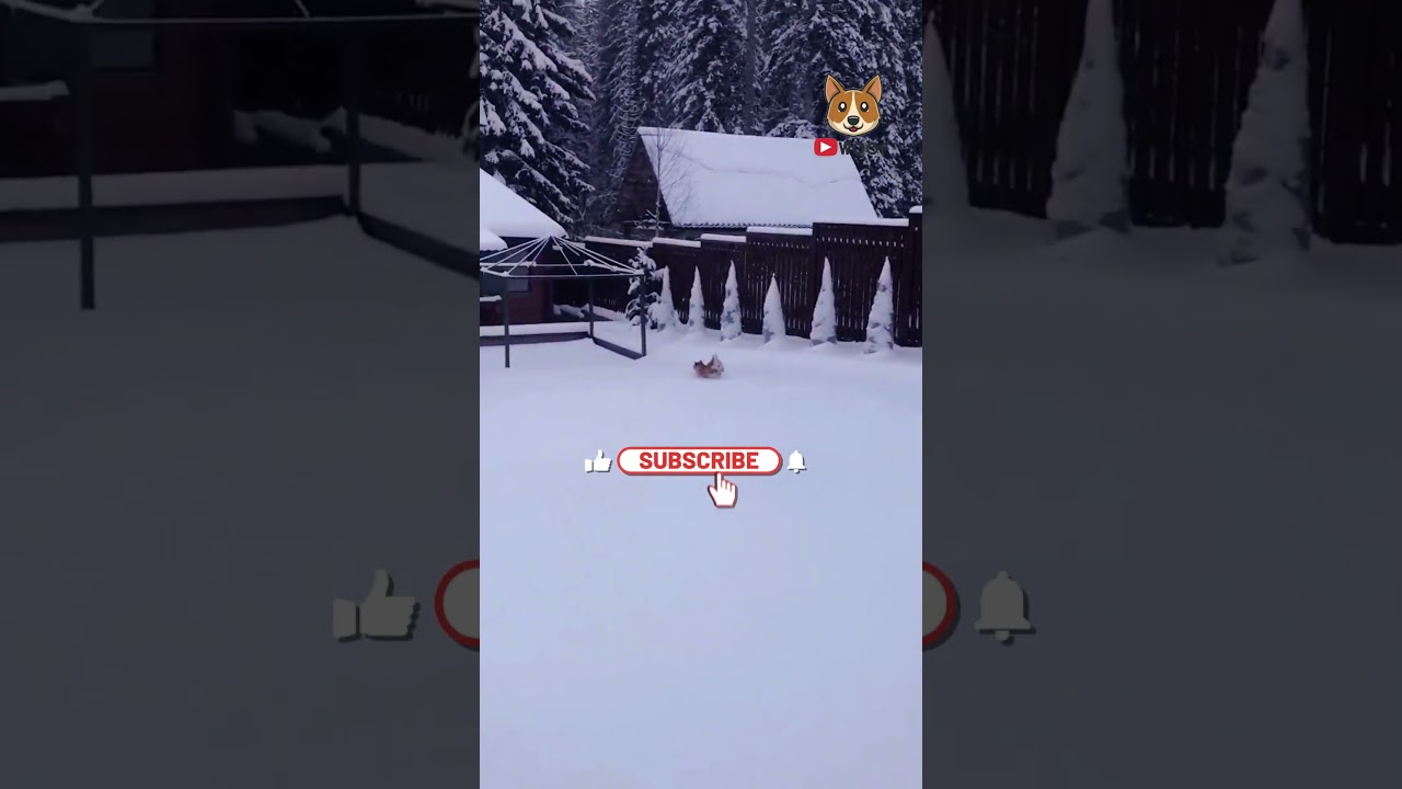 Awesomely Funny Moments #shorts #funnydogs #cute #shortsfunny