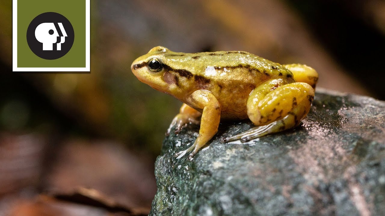 Meet one of the Rarest Frogs on Earth