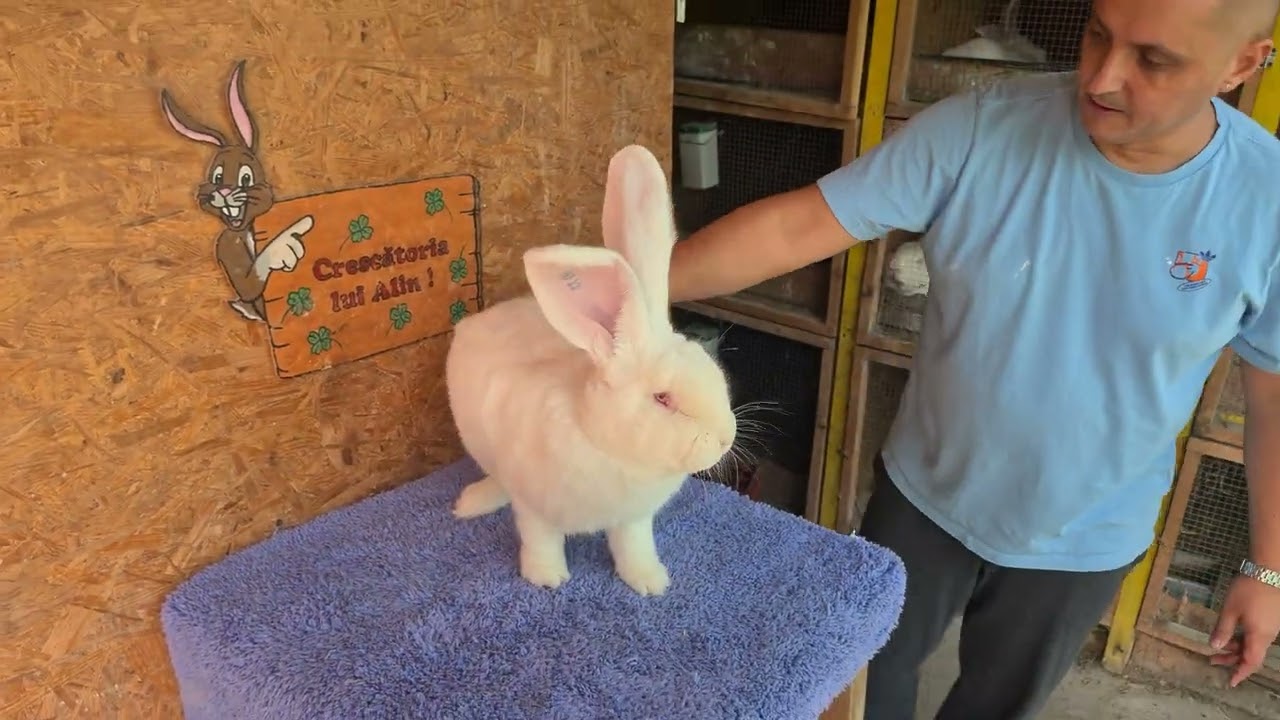 Iepurii lui Alin Margau Bistrita 2024 - Giant Rabbits