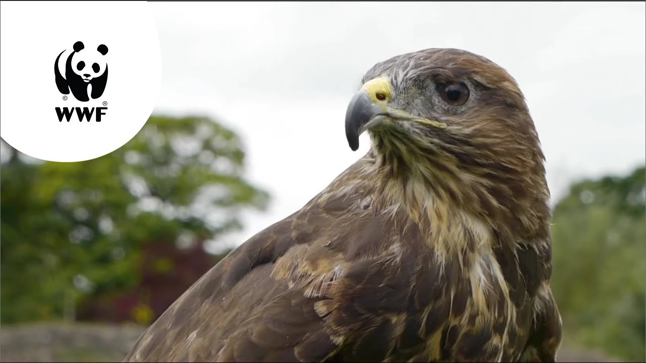 Living Planet Report ‘Natuur in Nederland’