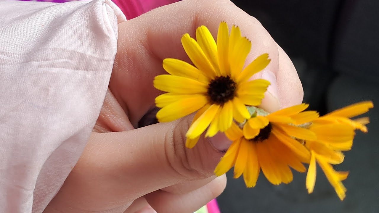 ماشاء الله الطبيعة الخضراء في بني يخلف المحمدية 🌿☘️🍀🌻