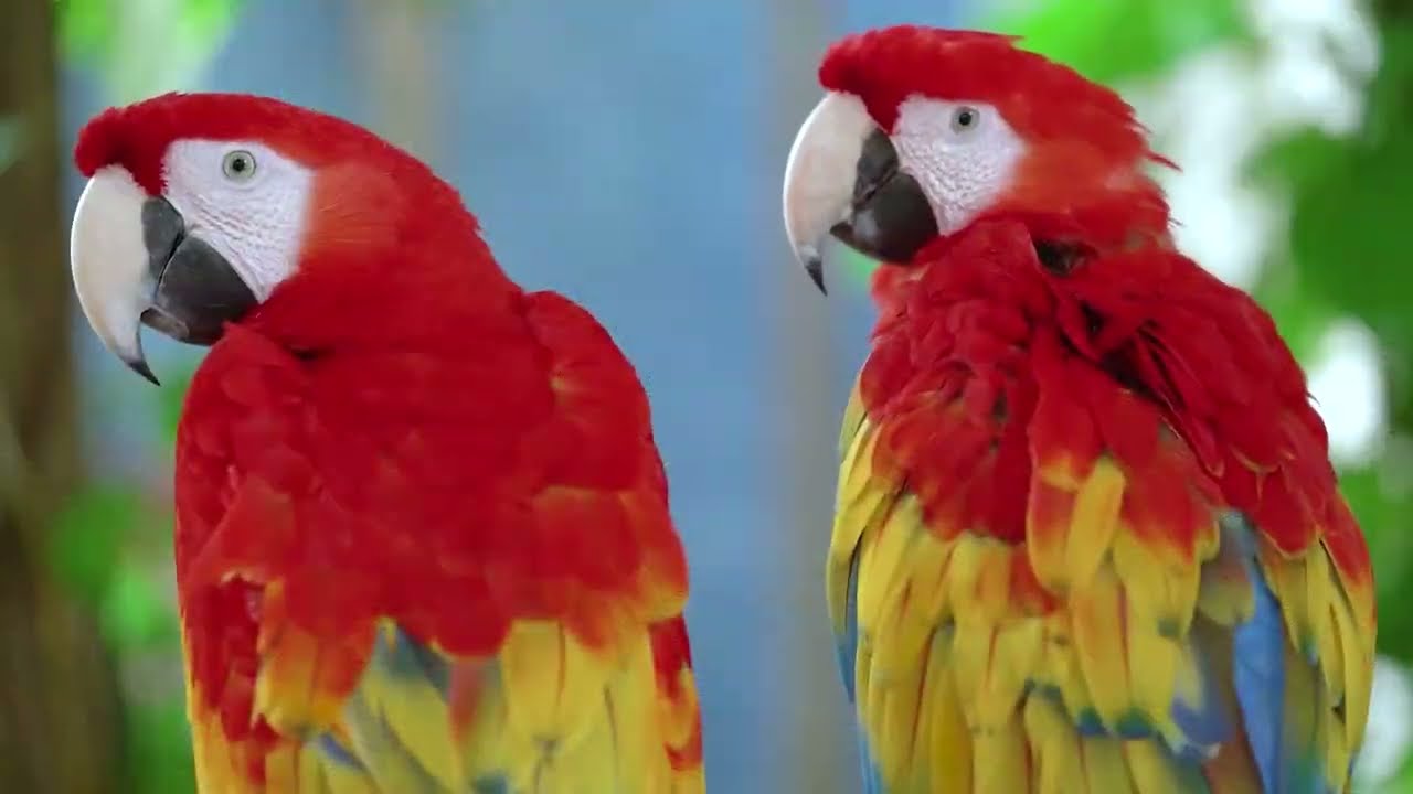 BIODIVERSIDADE BRASILEIRA