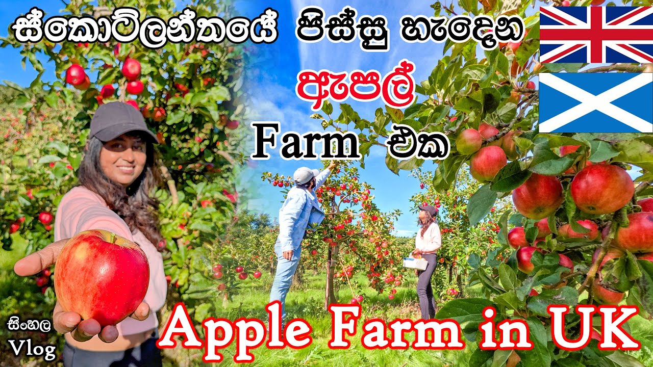 UK වල ඇපල් වත්තකට යමු| Let's Go To An Apple Orchard | Sinhala Vlog| Apple Picking Farm