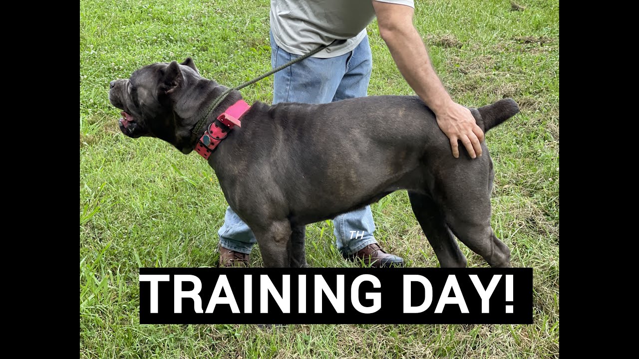Cane Corso Training - Stop Impulsive Behavior!